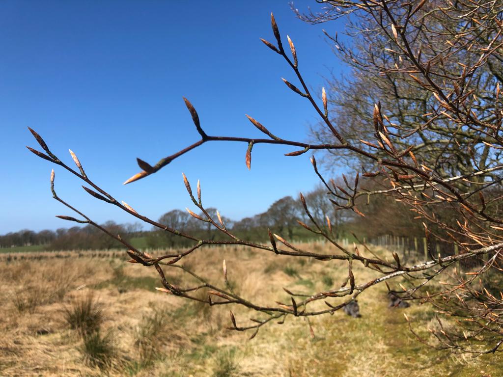 Buds on a tree