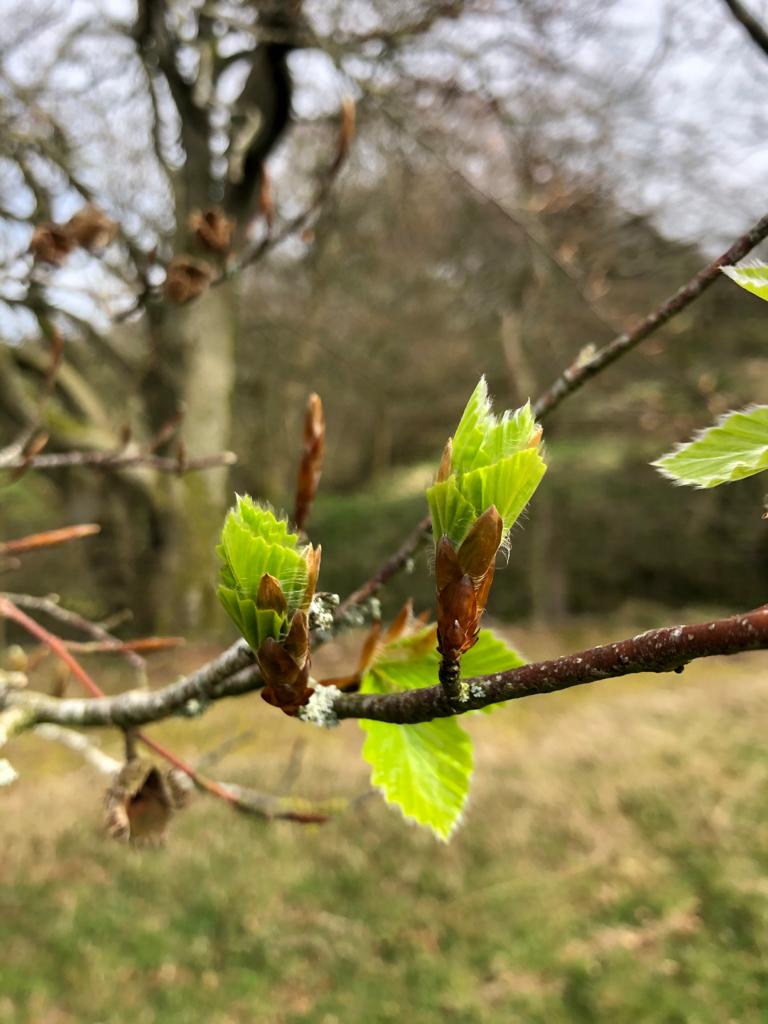 Leaves budding on a branch