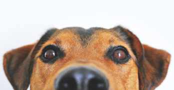 Cute dog