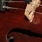 Viola