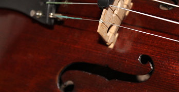 Viola